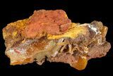 Wulfenite Crystals on Matrix - Mexico #67704-1